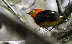 Band-tailed Manakin