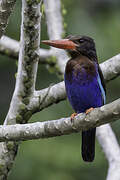 Javan Kingfisher