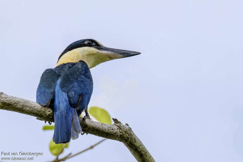 Melanesian Kingfisheradult