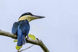 Melanesian Kingfisher