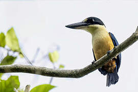 Melanesian Kingfisher