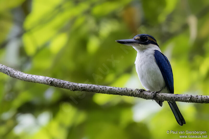 Pacific Kingfisheradult, identification