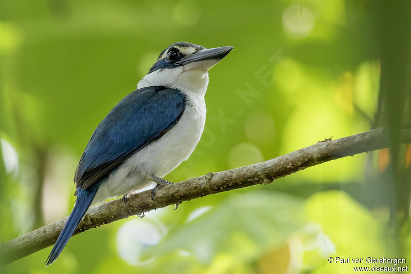 Pacific Kingfisheradult