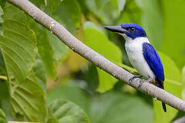 Ultramarine Kingfisher