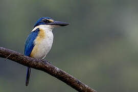 Sacred Kingfisher