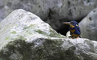 Martin-pêcheur à poitrine bleue