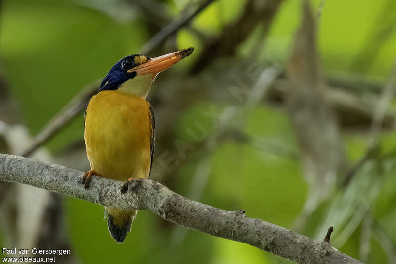 New Georgia Dwarf Kingfisheradult