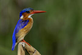 Malachite Kingfisher