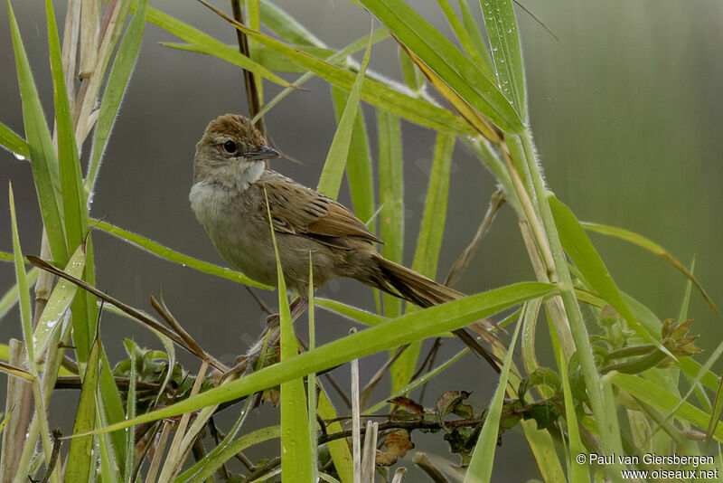 Tawny Grassbirdadult