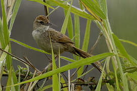 Tawny Grassbird