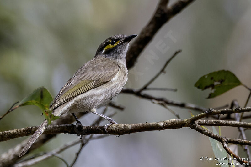 Yellow-faced Honeyeateradult