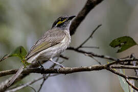 Yellow-faced Honeyeater