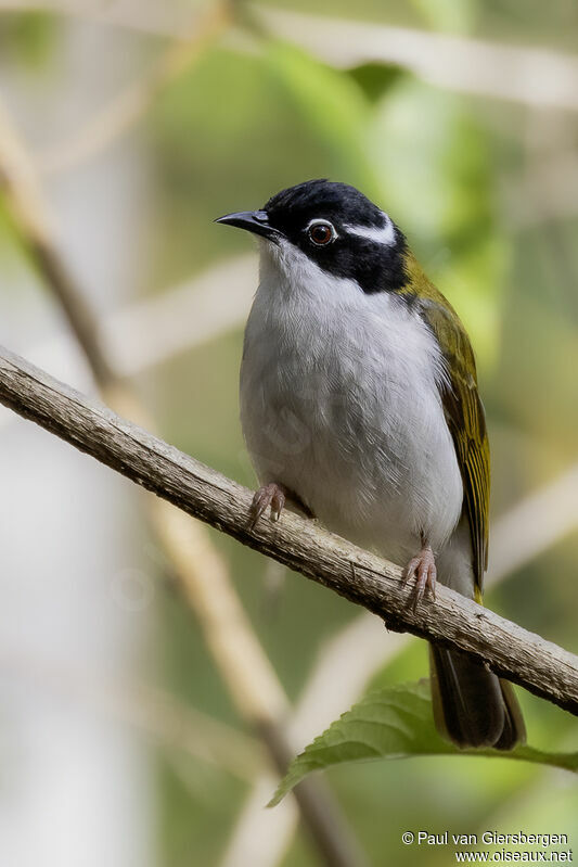 White-throated Honeyeateradult