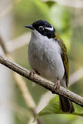 White-throated Honeyeater