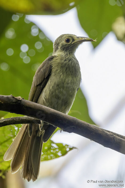 Makira Honeyeateradult