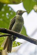 Makira Honeyeater