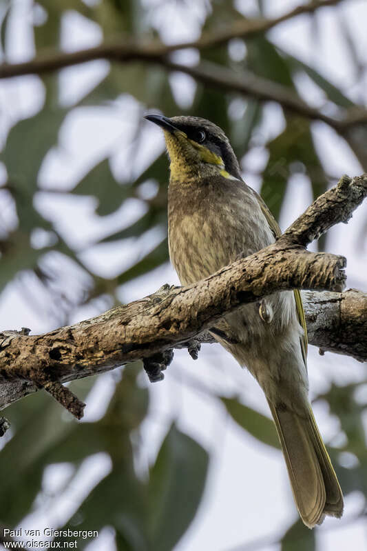 Mangrove Honeyeateradult