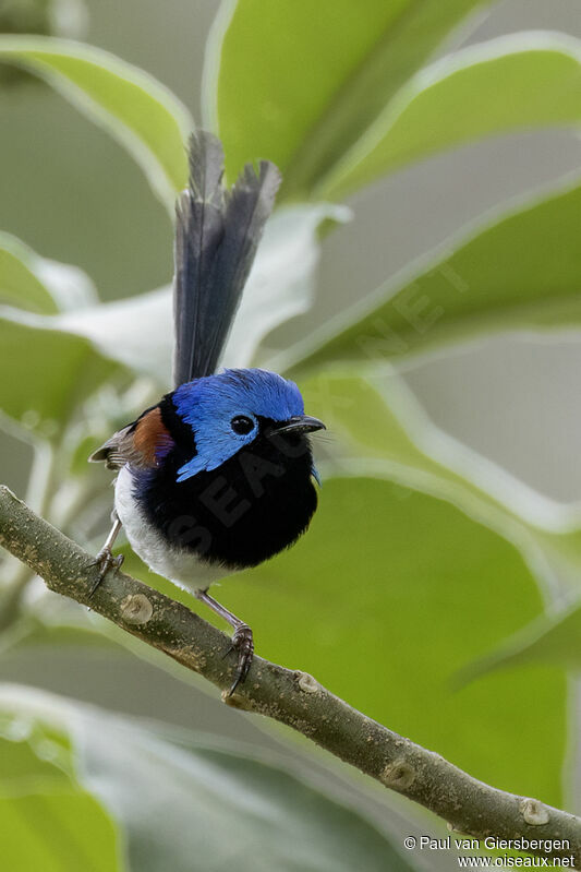 Variegated Fairywren male adult