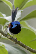 Variegated Fairywren