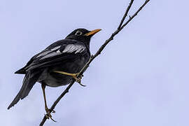 Grey-winged Blackbird