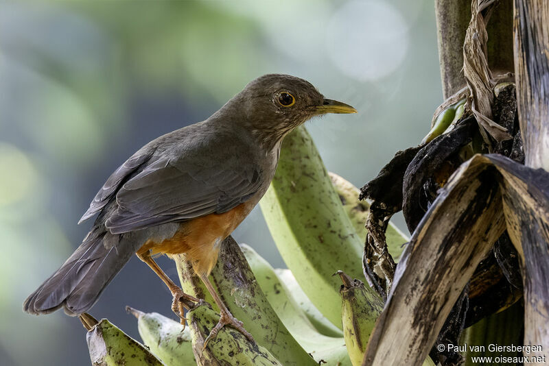 Rufous-bellied Thrushadult