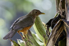 Rufous-bellied Thrush