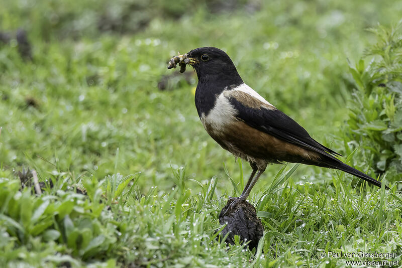 White-backed Thrushadult