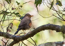 Wallacean Island Thrush