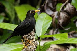 Vanikoro Island Thrush