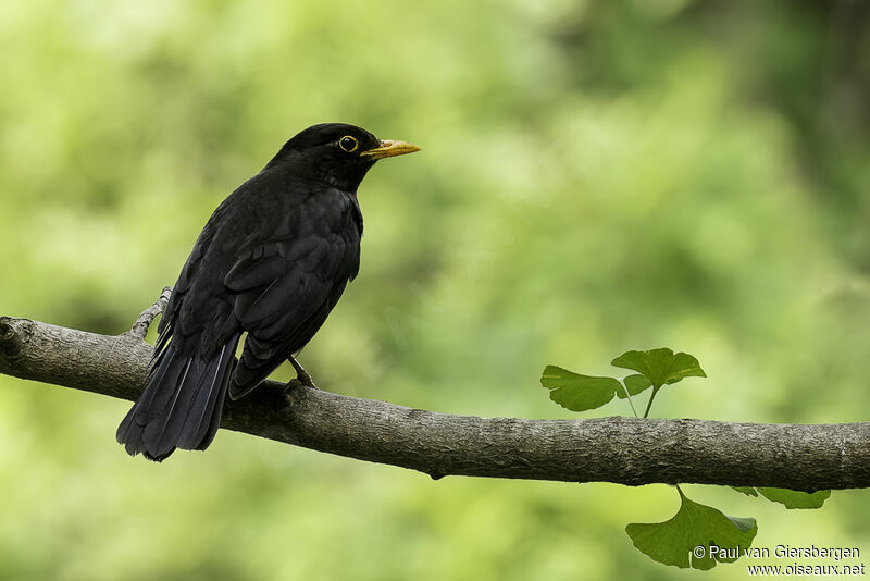 Chinese Blackbird male adult