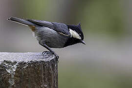 Rufous-vented Tit