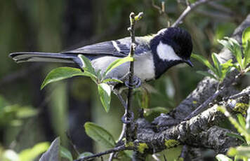 Mésange de Chine