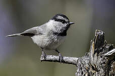 Mésange de Gambel