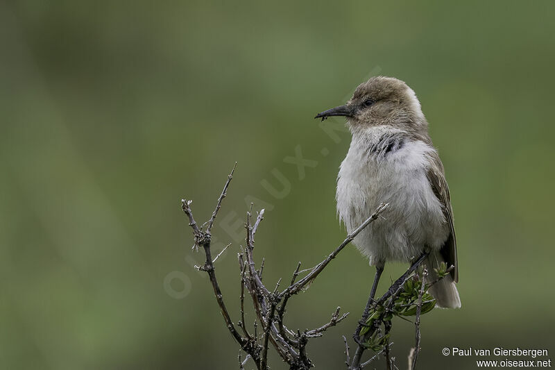 Mésange de Humeadulte