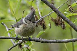 Grey-crested Tit