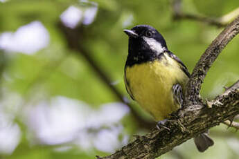 Mésange gracieuse