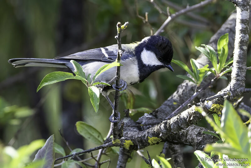 Mésange indienneadulte