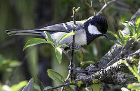 Cinereous Tit