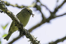 Yellow-browed Tit