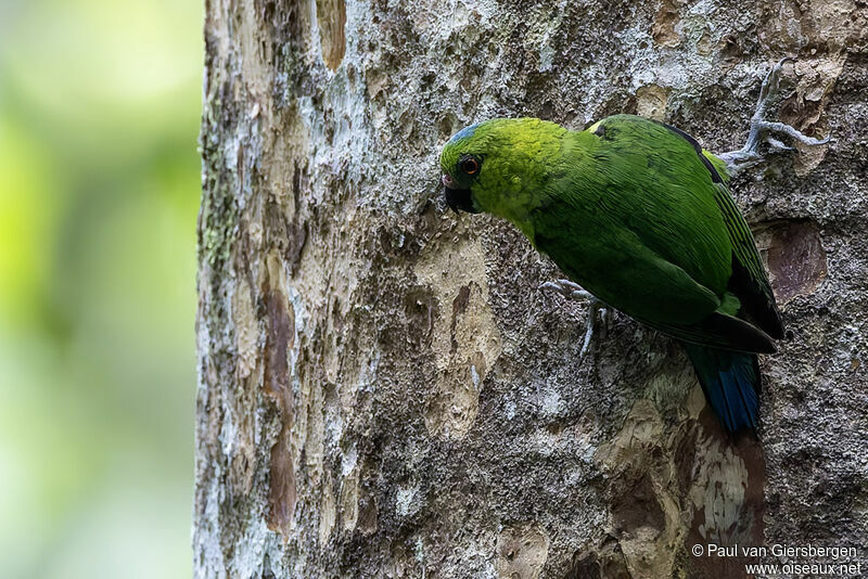 Finsch's Pygmy Parrotadult