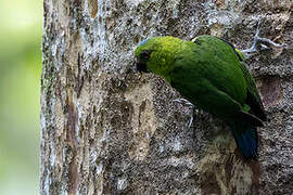 Finsch's Pygmy Parrot