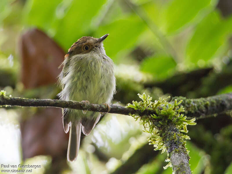 Scale-crested Pygmy-tyrant