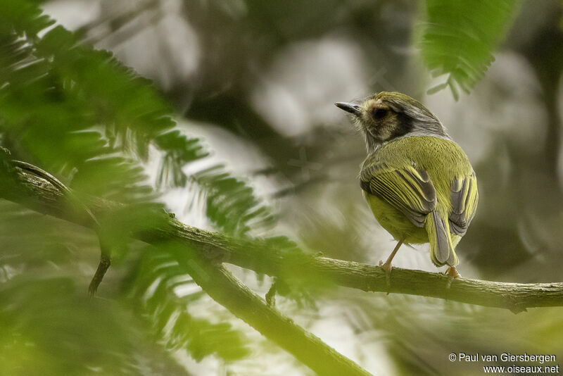 Eared Pygmy Tyrantadult