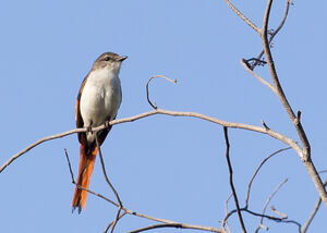 Minivet de Sumbawa