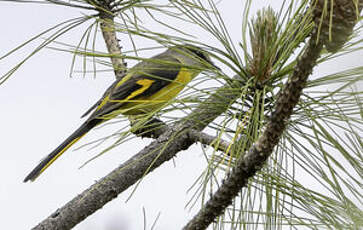 Minivet rouge