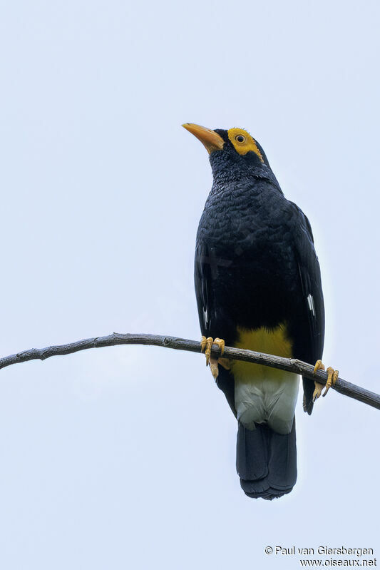 Long-tailed Mynaadult