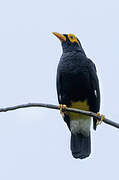 Long-tailed Myna