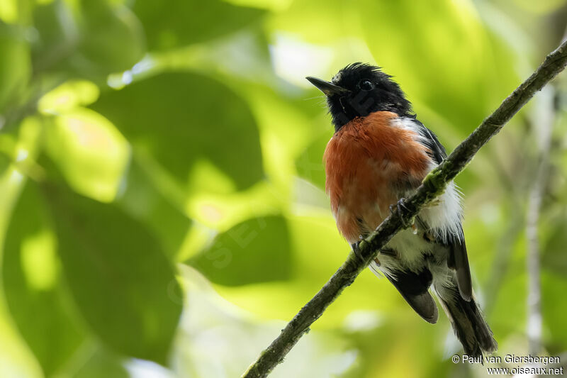 Solomons Robin male adult