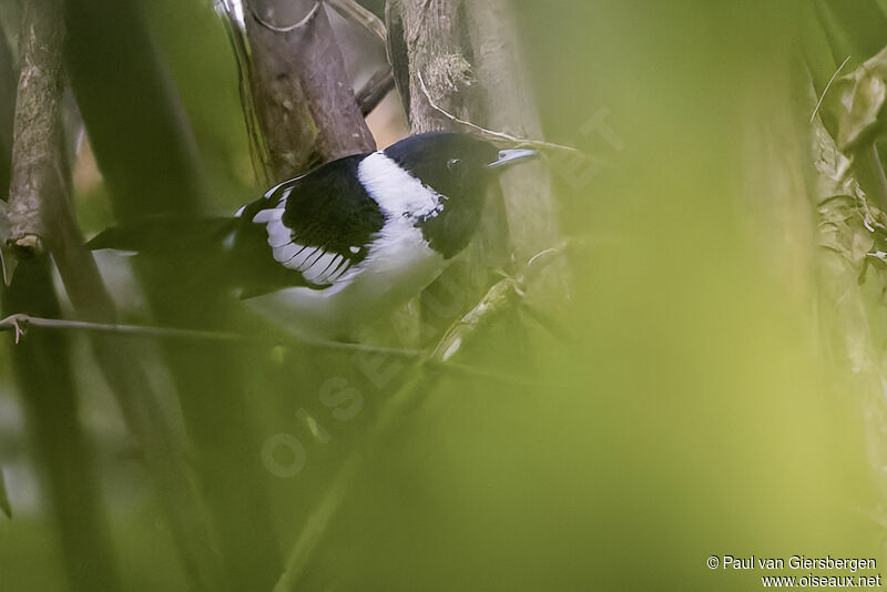 White-collared Monarchadult