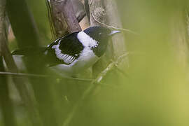 White-collared Monarch